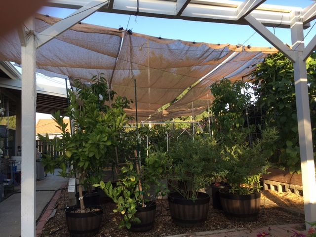 June: What to plant in Northern California and Central Valley areas Shade_38
