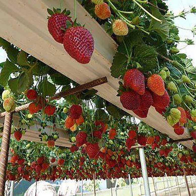 Strawberry Varieties? Strawb17