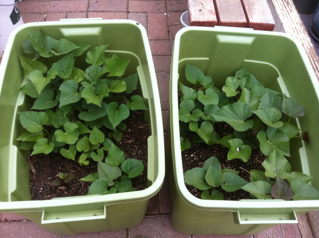 Sweet Potato Slips - Buy or Grow? Sweet_24