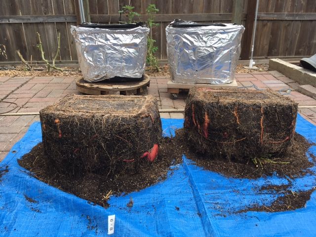 Do we use MM for potato grow bags? Sweet_28