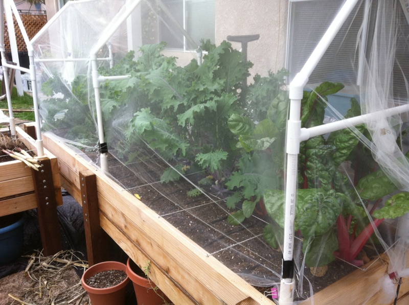 the SFG journey-rain and pest Table_29
