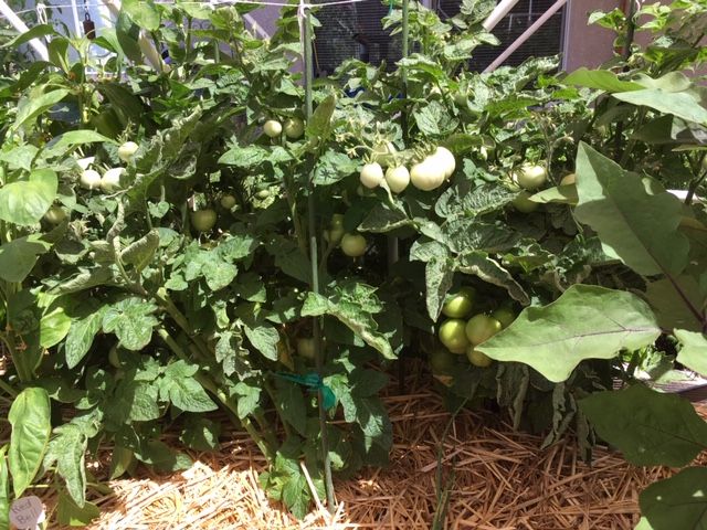 Sanderson's Urban SFG in Fresno, California - Page 7 Tomato21