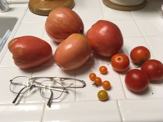 Tomato - Snow Fairy Tomato36