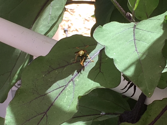 Bug ID. Is it a wasp? Wasp_410