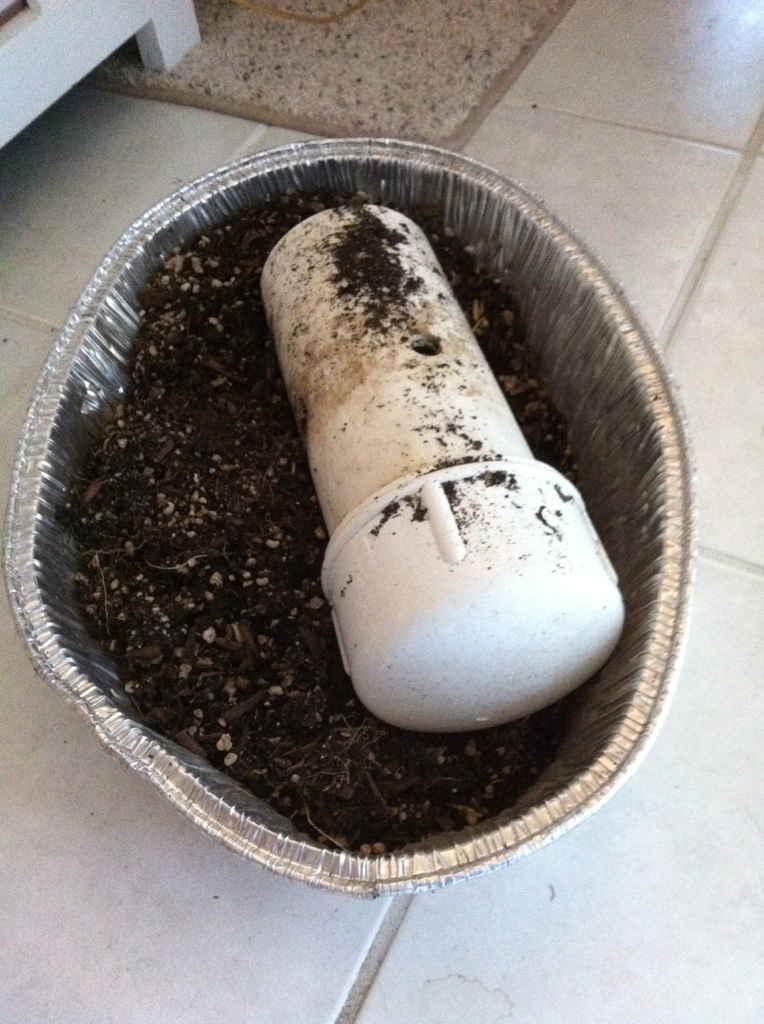 Sanderson's Table Top Beds Worm_t10