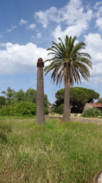 charançon du palmier en Corse Dsc02912