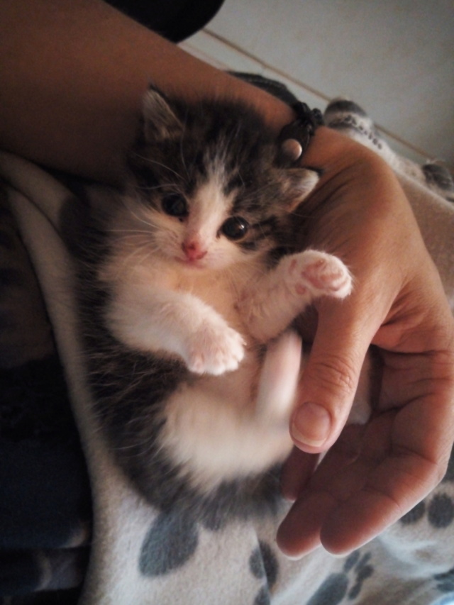 Surprise (chaton mâle européen tigré gris et blanc) > Tinem