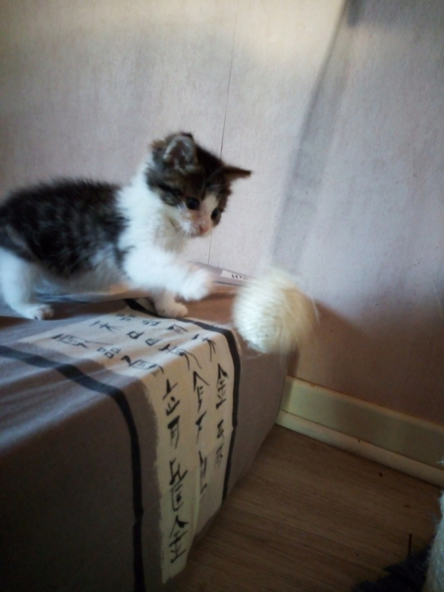 Surprise (chaton mâle européen tigré gris et blanc) > Tinem