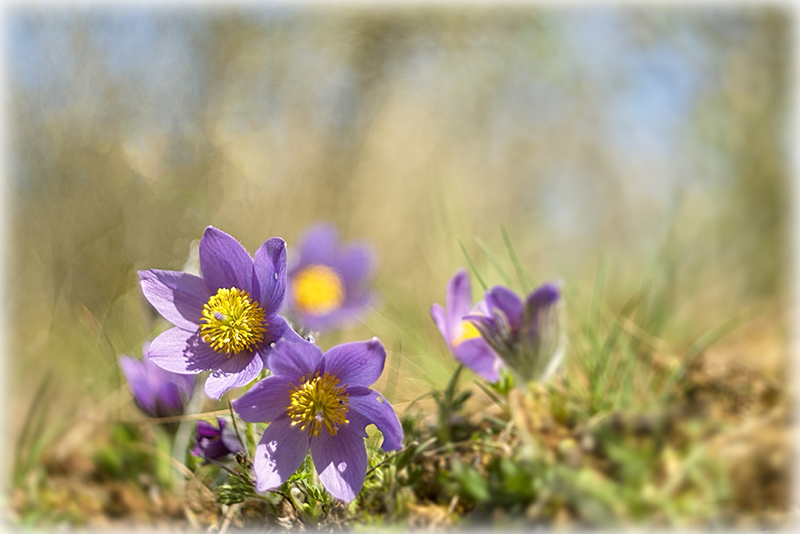 Les premières fleurs en Côte d'Or Anzomo17