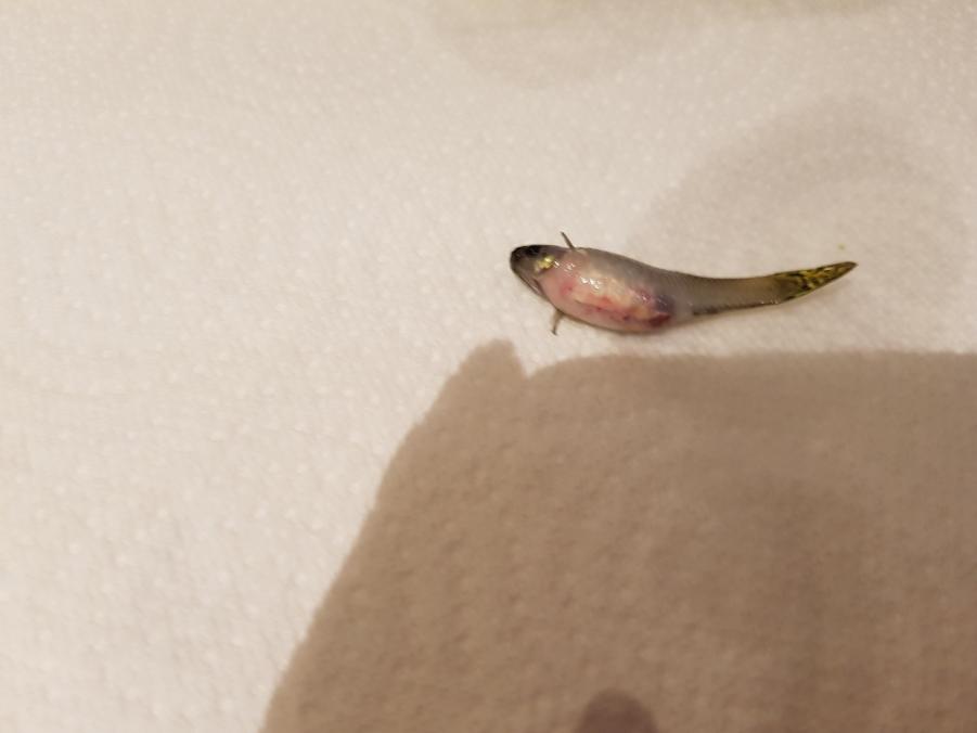 guppy morte pleine les oeufs sont vivant ? 20181111