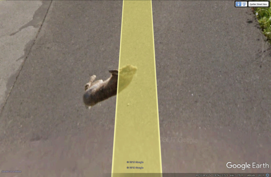 STREET VIEW : Le coup du lapin vu par la Google car... Lapin210
