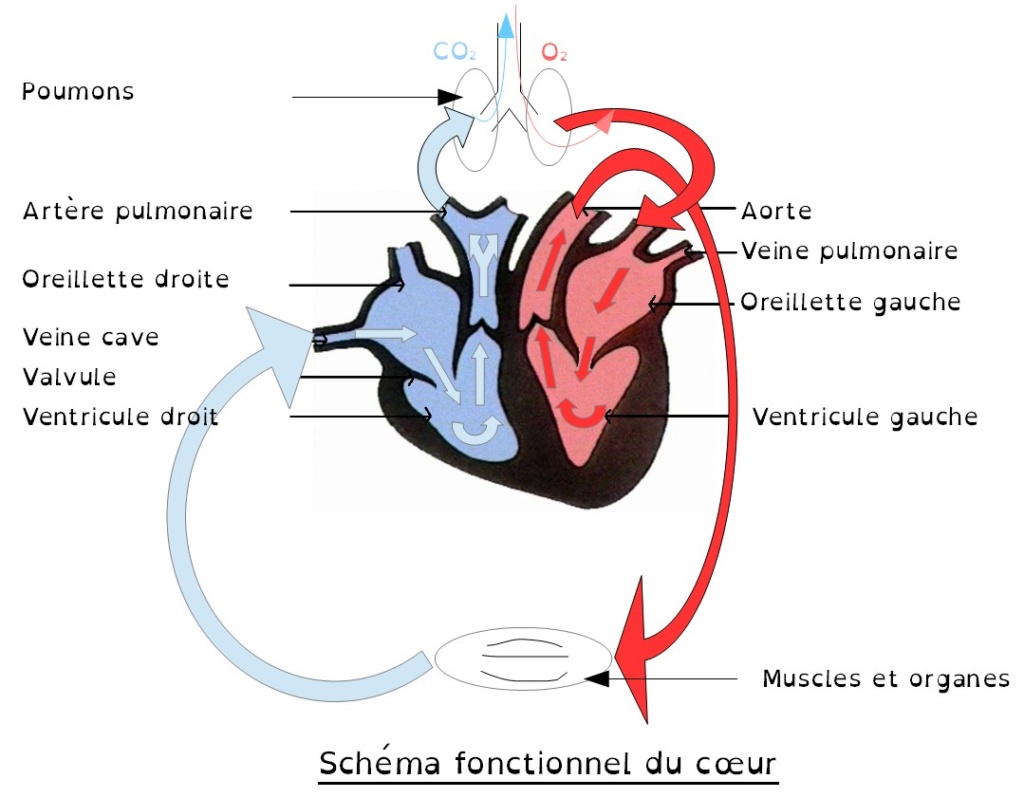 Chapitre 4 La circulation sanguine Coeur_11