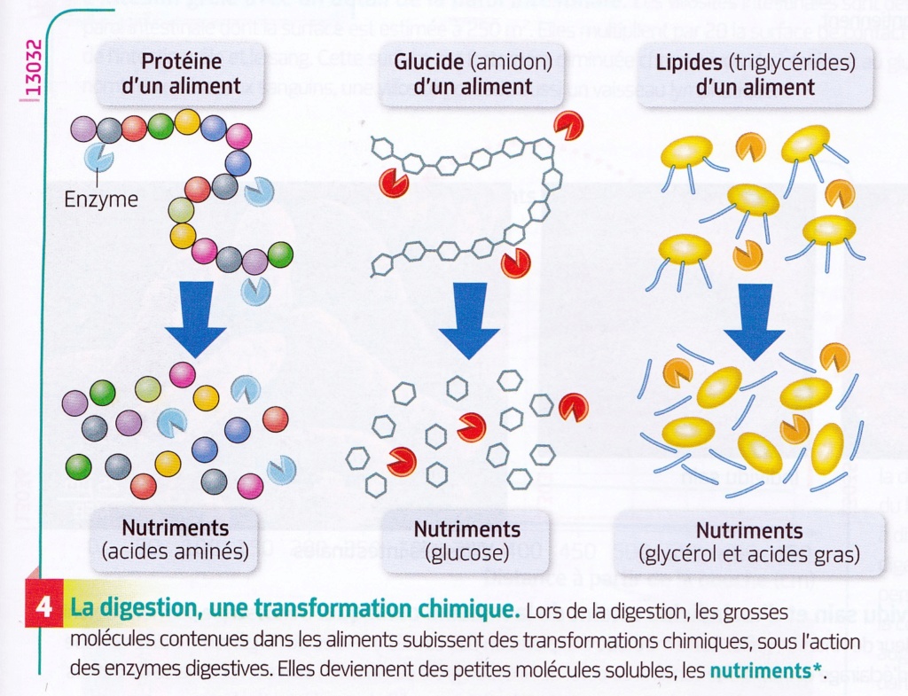 Chapitre 3 La transformation des aliments en nutriments pour l'énergie