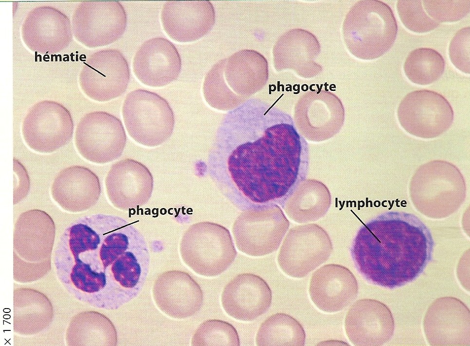 Chapitre 3 Lutter contre les risques infectieux Repons11