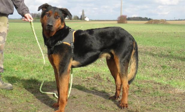 JOKKO, beau croisé (ou pas)  beauceron né en 2015. Il a beaucoup de feu Joko310