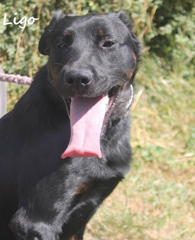 LIGO, mâle  beauceron né en 2015 à eu un debut de vie difficile et a deja trois  ans de refuge. Ligo10