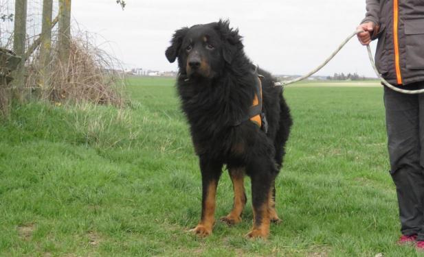 ROX, croisé beauceron-terre neuve né en 2012 Rox210