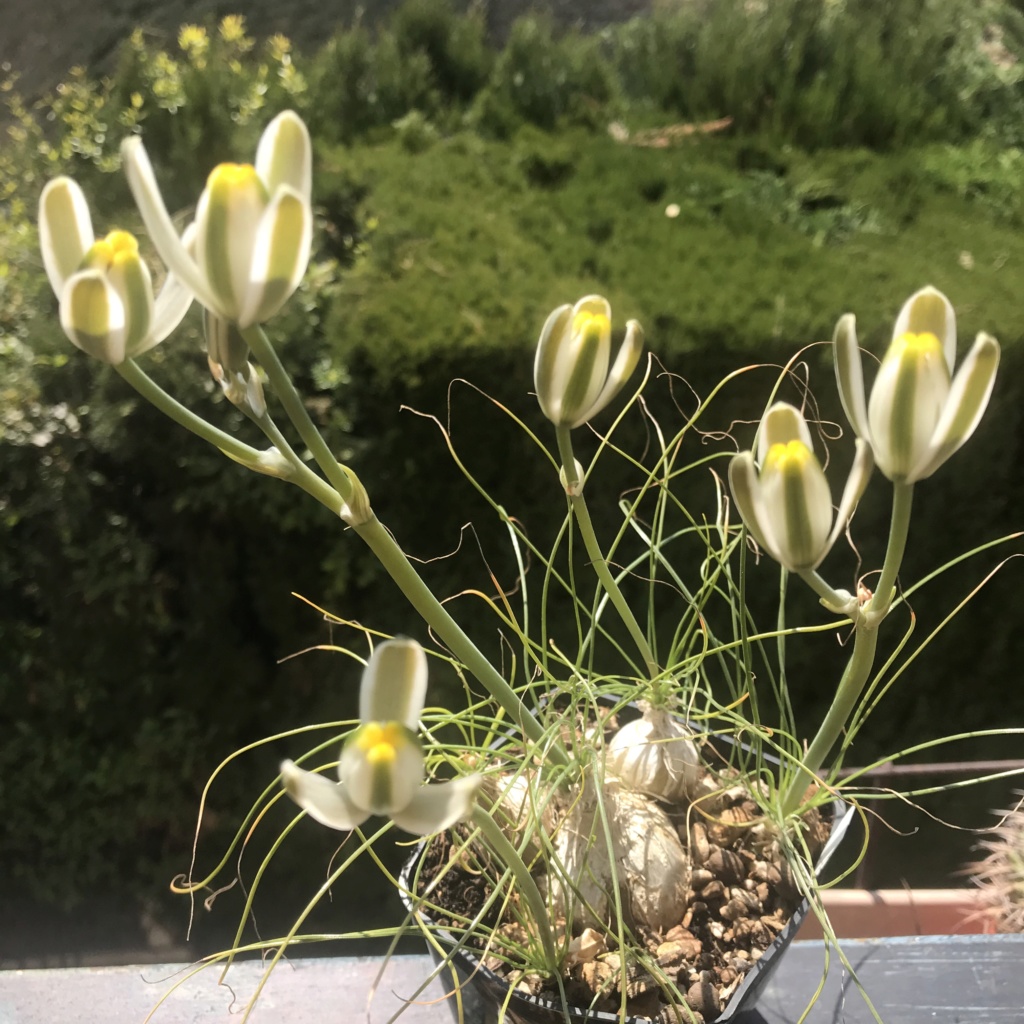 Albuca humilis - Page 2 Img_2312