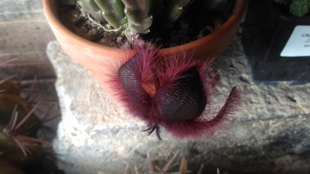 Stapelia gigantea - Page 2 P_201818