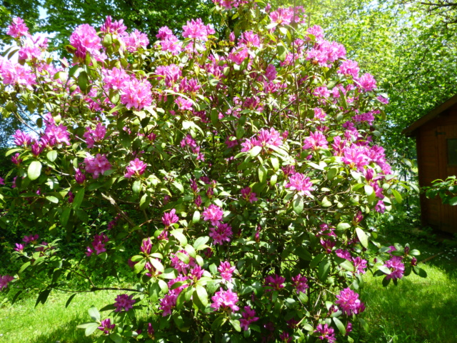 Rhododendron (Quelle est cette fleur? Trouvé par Mistouflette !) P1060452