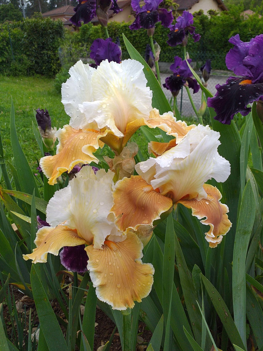 Iris 'English Charm' - Barry Blyth 1989 Englis11