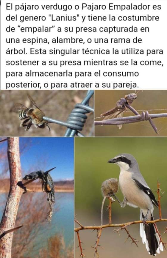 Pájaro verdugo o pájaro empalador El_pze10