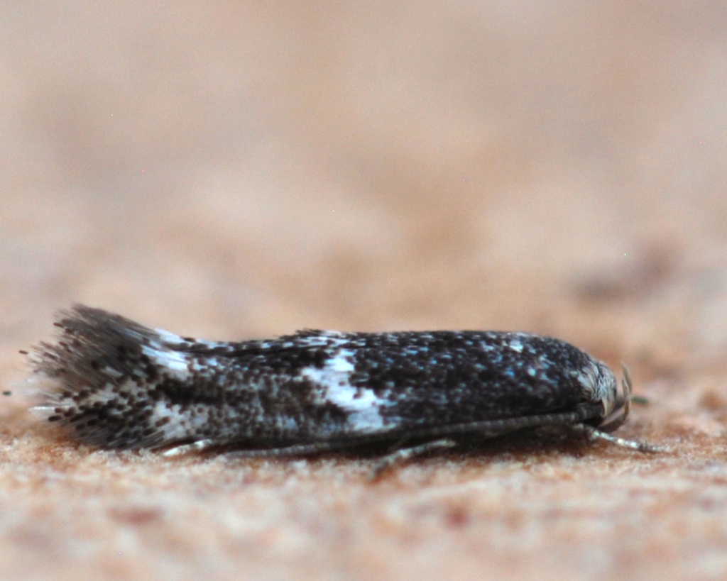 Micros : Cosmopterix pulchrimella; Elachista; Acrocercops brongniardella 09_20110
