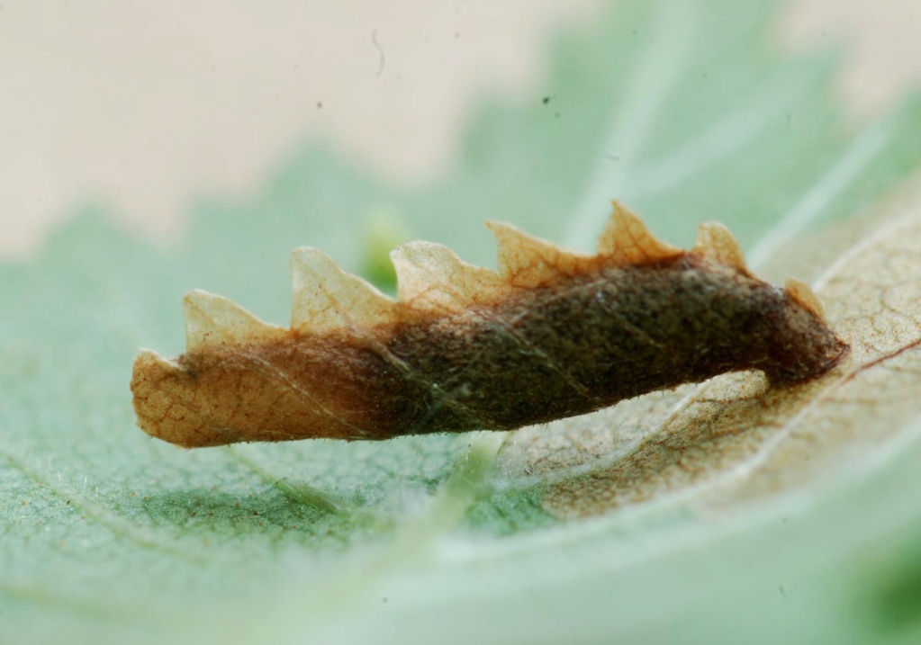 [Coleophora limosipennella ] Coleop13