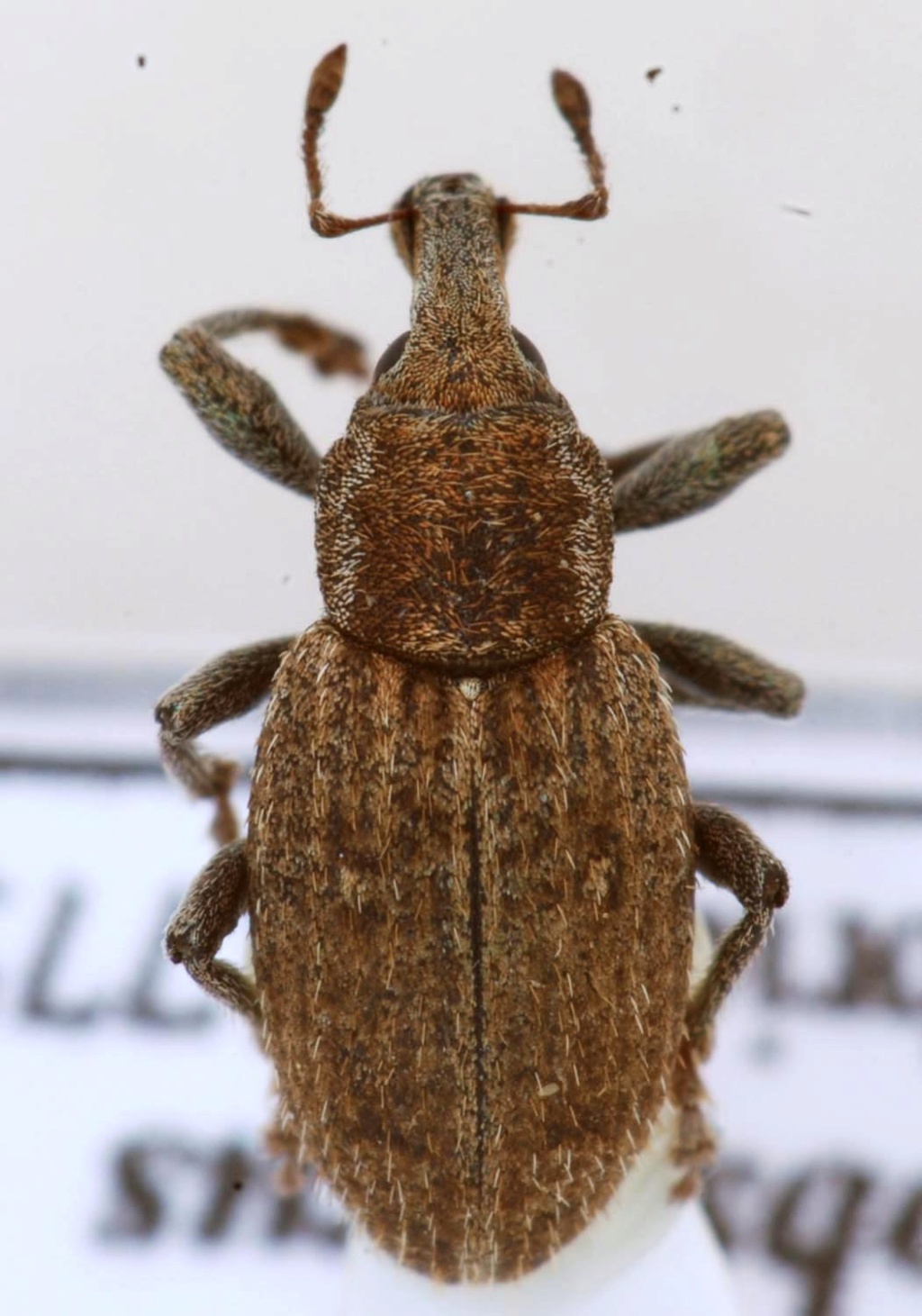 [Graptus triguttatus] curculionidae  Curcu10