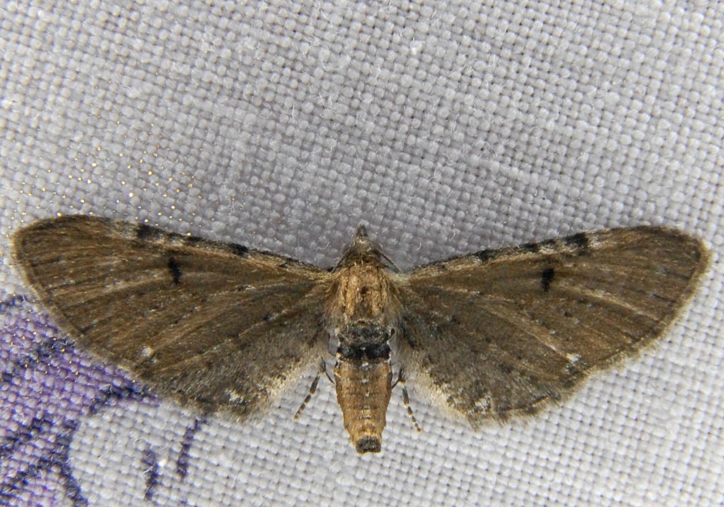 Eupithecia assimilata et tantillaria Eu_110