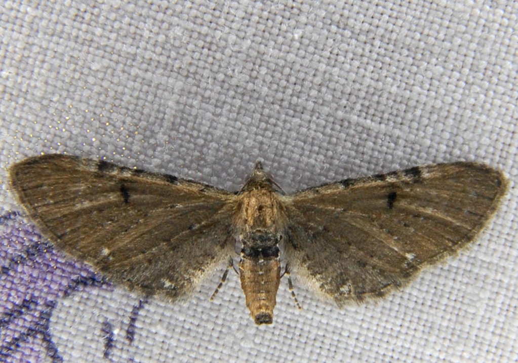 eupithecia - Eupithecia assimilata et tantillaria Eu_110