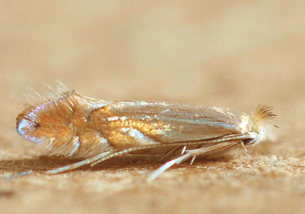 Phyllonorycter sp ? Phyllo18