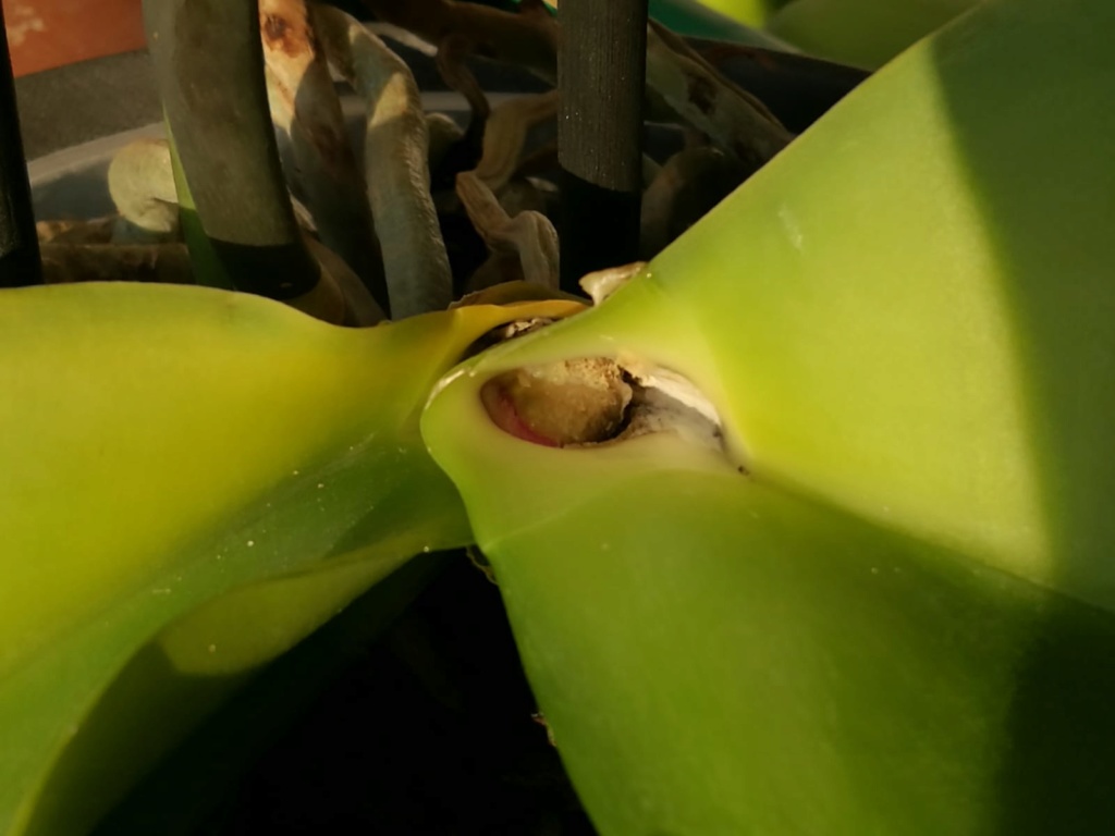 Hilfe, Phalaenopsis krank!  Photo-15