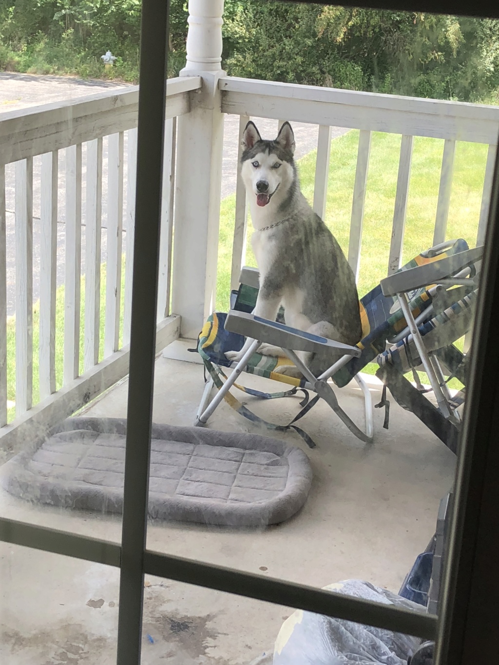 husky - New Husky Owner Img_6710