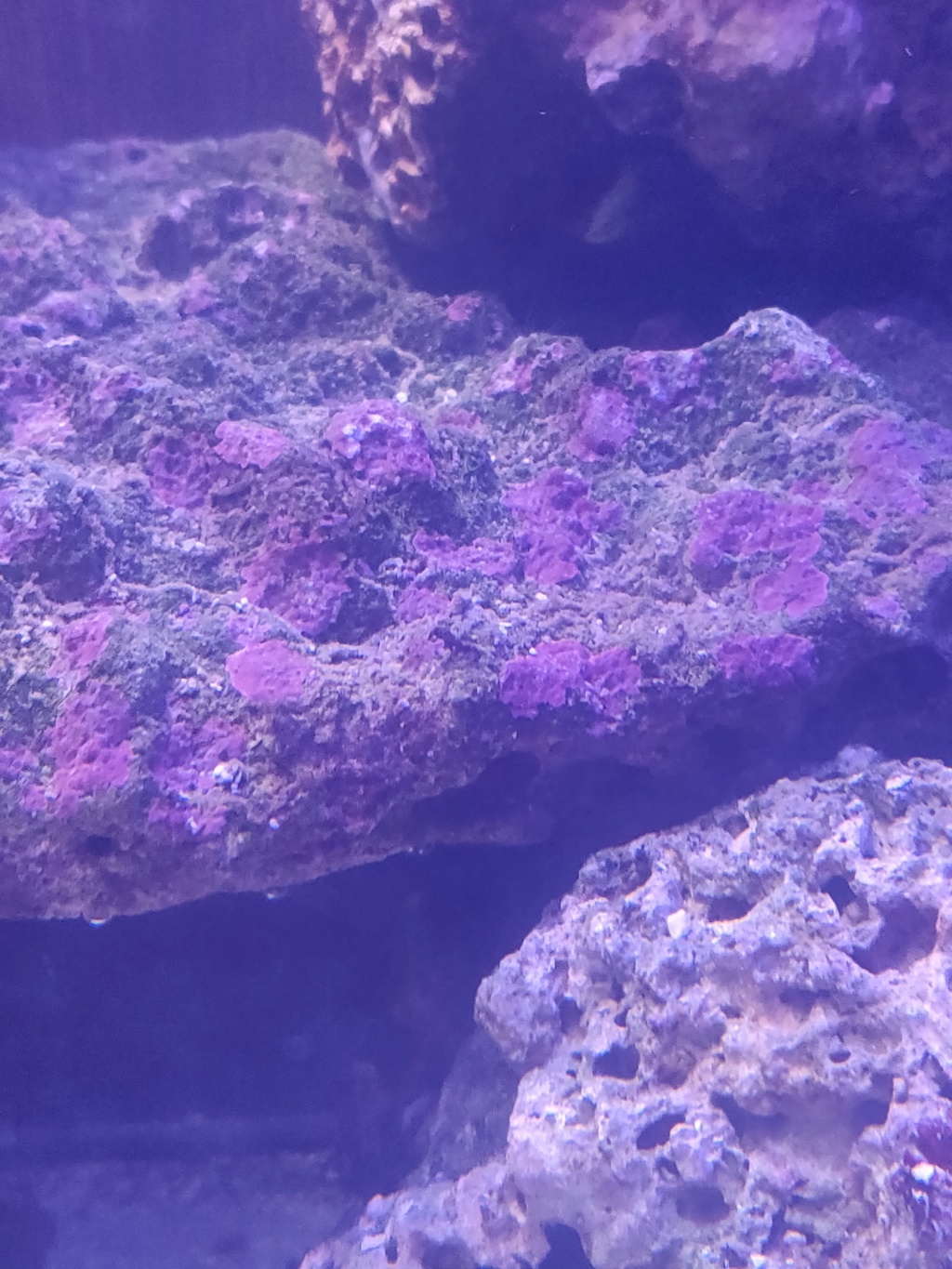 algues rouge sur pierres vivante  49585711