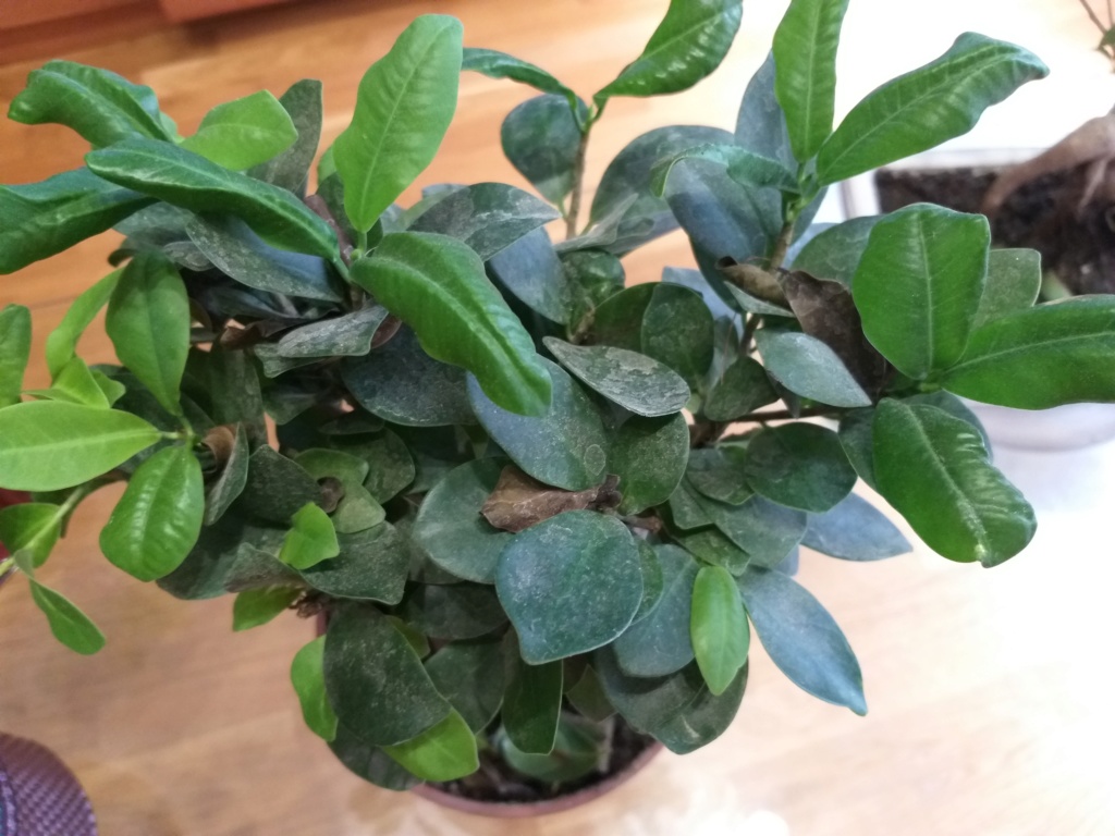 ficus - SOS Ficus 20190611