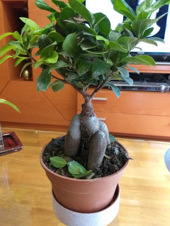 SOS Ficus 20190612