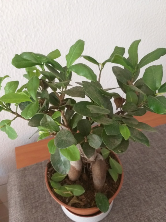 ficus - SOS Ficus 20190613