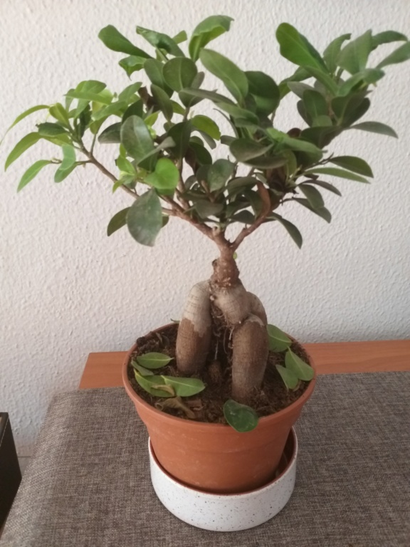 SOS Ficus 20190614