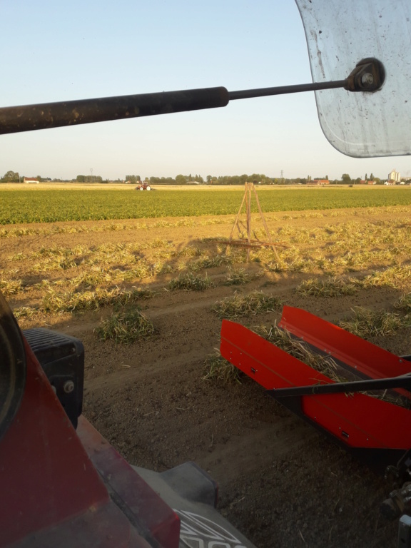 Matériel Culture de Lingots du Nord (Haricots blancs secs) 20190811