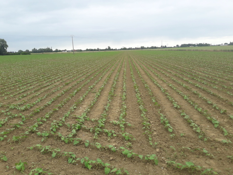 Haricots verts 2020 - Page 3 20200611