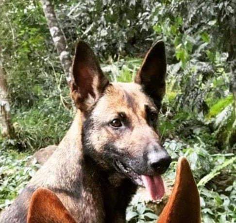 berger - PERDUE VAIA Chienne berger malinois marron foncé au Mont-Mou le 02/02/2021 Fb_img17