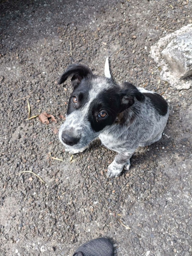 TROUVÉ Chiot crose bouvier bleu 3 mois non identifié masques /oreilles noirs taches noires bas du dos devut de queue bout de queue blanche à Motor-Pool le 24/07/2023 Rece1084