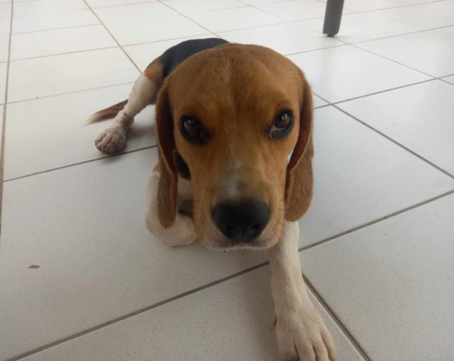 Trouvé - TROUVE beagle tête fauve et blanche secteur Koumac Ouégoa le 16.01.2024 Rece1455