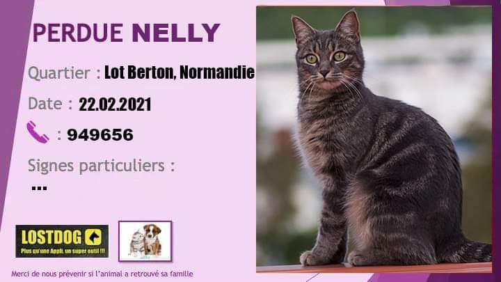 chatte - PERDUE NELLY chatte 1 an et demie tigrée noire/grise/beige stérilisée au Lot Berton Normandie le 22/02/2021 Recei108