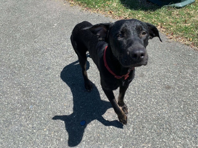 Trouvé - TROUVE jeune croisé labrador noir collier rouge à Magenta plage le 18/09/2021 Recei429