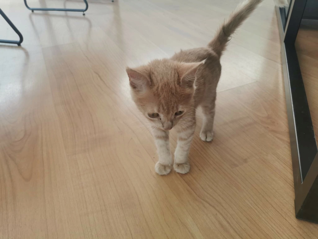 TROUVÉ Chaton tigré roux au Quartier Latin avec léger problème à la hanche le 10/02/2021 Receiv80