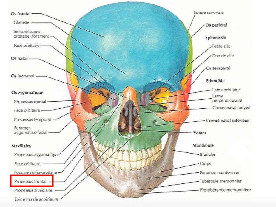 Processus frontal de l'os zygomatique/processus zygomatique de l'os frontal  Captur10
