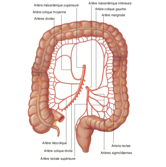 QCM 2 la vascularisation du côlon Captur17