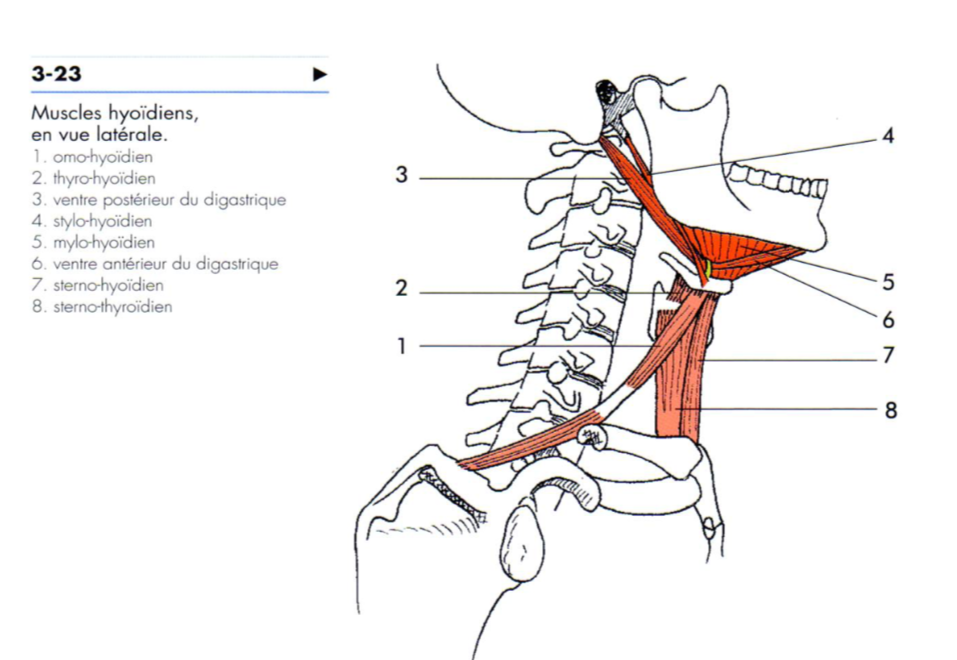 insertions muscle thyro-hyoïdien Captur27